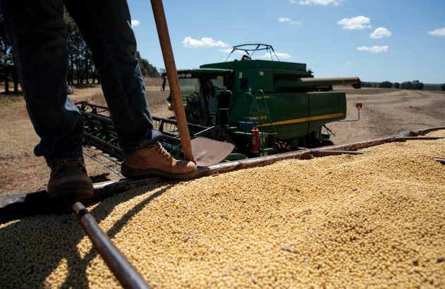 Pessoa com ferramenta manuseia grande pilha de grãos. Colheitadeira verde no fundo.