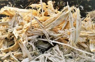 Detalhes do bagaço de cana de açúcar, a matéria-prima do etanol celulósico no campo