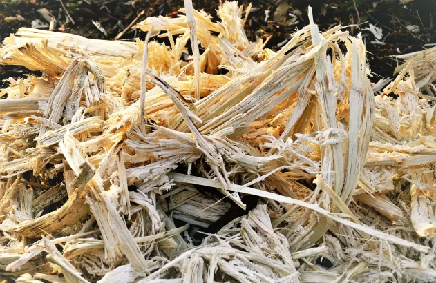 Detalhes do bagaço de cana de açúcar, a matéria-prima do etanol celulósico no campo