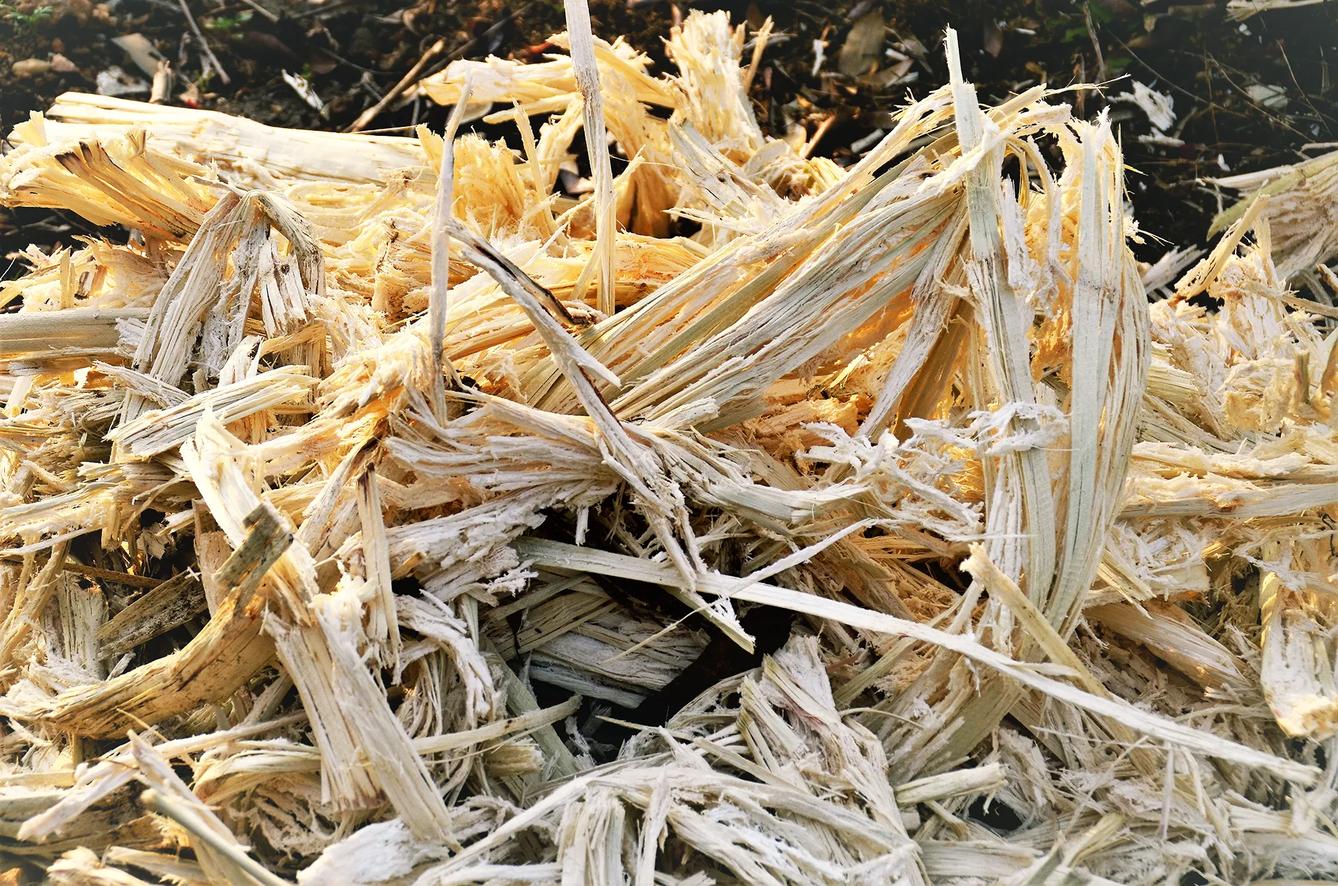 Detalhes do bagaço de cana de açúcar, a matéria-prima do etanol celulósico no campo