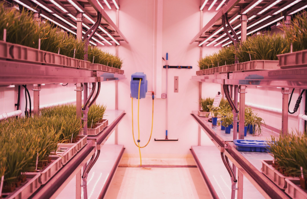 Uma estufa no laboratório da Bayer onde amostras de plantas são observadas após serem tratadas com compostos criados pelo processo CropKey da empresa