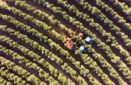 Foto tirada por drone sobre uma plantação de café. Colheitadeira trabalhando. Irrigação por pivô central