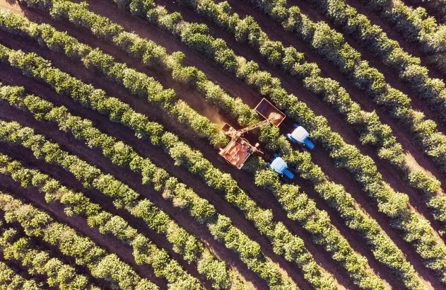 Foto tirada por drone sobre uma plantação de café. Colheitadeira trabalhando. Irrigação por pivô central