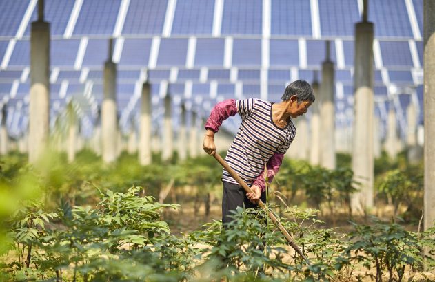 Mulher capinando plantas com enxada sob estrutura de painéis solares.