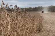 Lavoura de soja na Argentina
