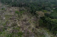 Mata Atlântica
