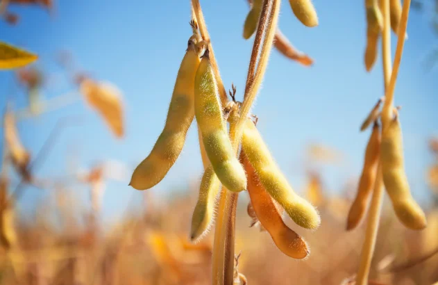 Vagens de soja felpudas penduradas em caules marrons em um campo ensolarado.