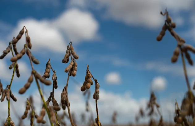 Lavoura de soja no Brasil