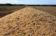 Pilha de grãos dourados recém-colhidos, com campo agrícola desfocado ao fundo.