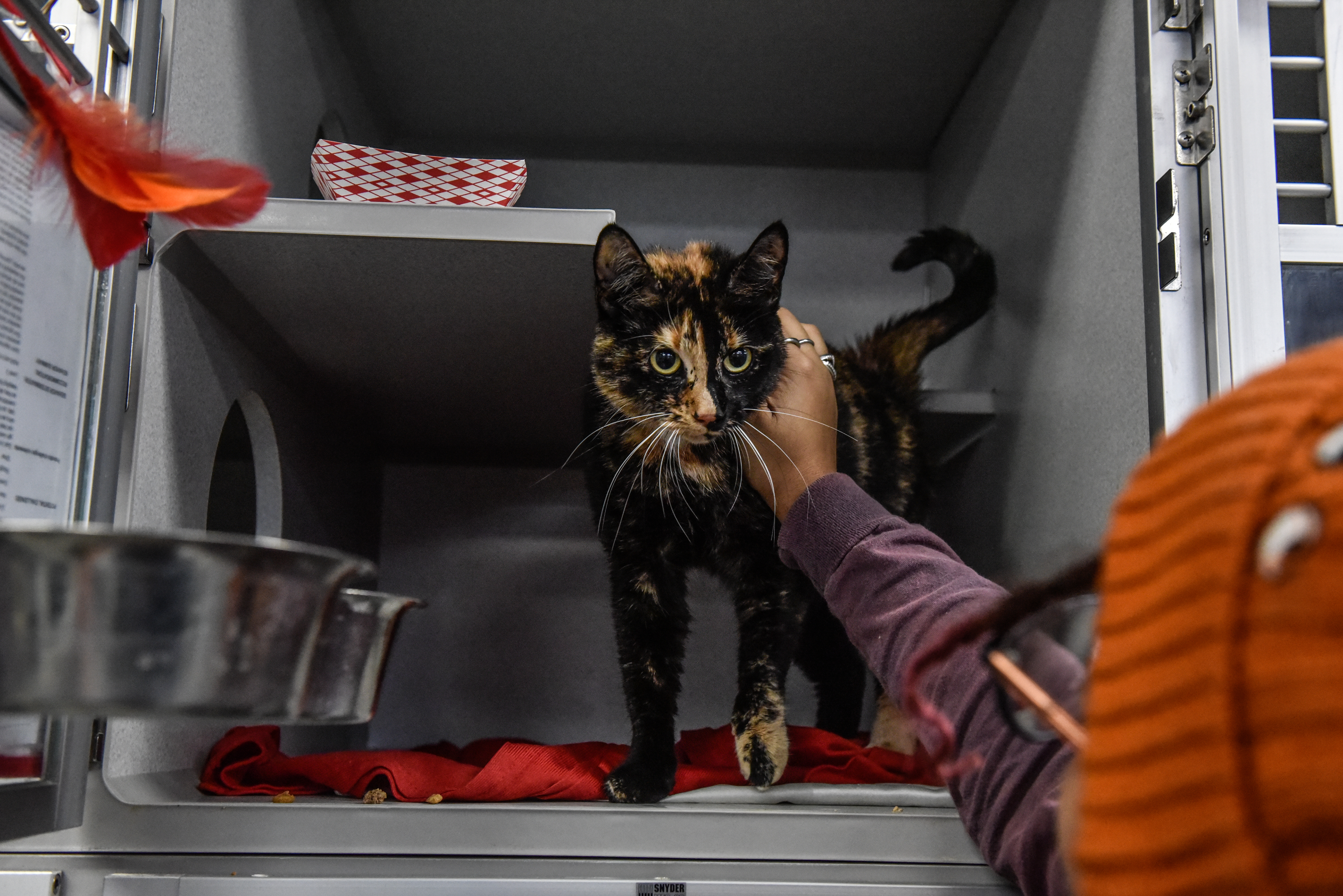 Mão acariciando gata tricolor em baia de abrigo para animais.