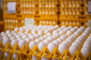 Uma fileira de ovos brancos em bandejas plásticas amarelas, com pilhas de mais ovos desfocadas ao fundo.