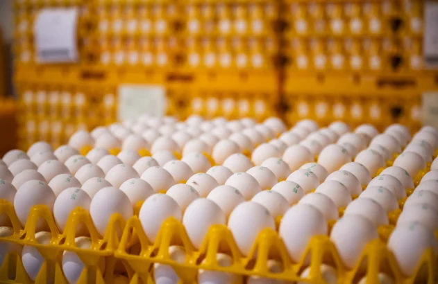 Uma fileira de ovos brancos em bandejas plásticas amarelas, com pilhas de mais ovos desfocadas ao fundo.