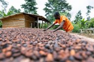 Homem seca grãos de cacau em esteira ao ar livre, com construção simples e árvores ao fundo.