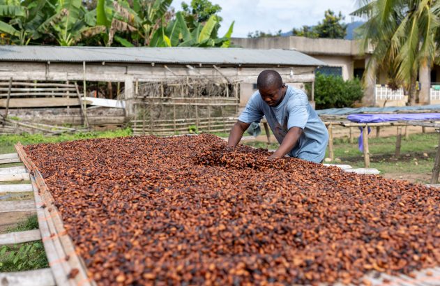 Homem espalha grãos de cacau em grande esteira de secagem ao ar livre.