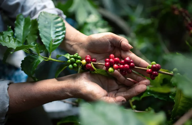 Mãos segurando um galho de planta de café com frutos verdes e vermelhos, destacando folhas lustrosas em ambiente ao ar livre.