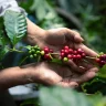 Mãos segurando um galho de planta de café com frutos verdes e vermelhos, destacando folhas lustrosas em ambiente ao ar livre.