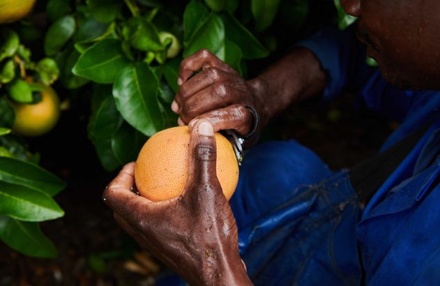 Mãos colhendo uma fruta cítrica com tesoura de poda. Folhas verdes e roupa azul ao fundo.