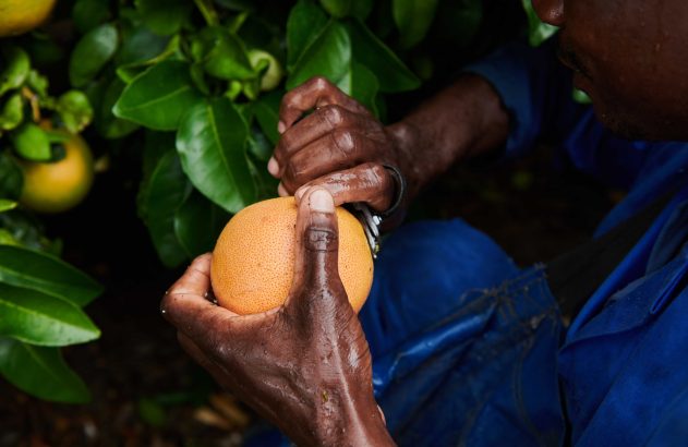 Mãos colhendo uma fruta cítrica com tesoura de poda. Folhas verdes e roupa azul ao fundo.