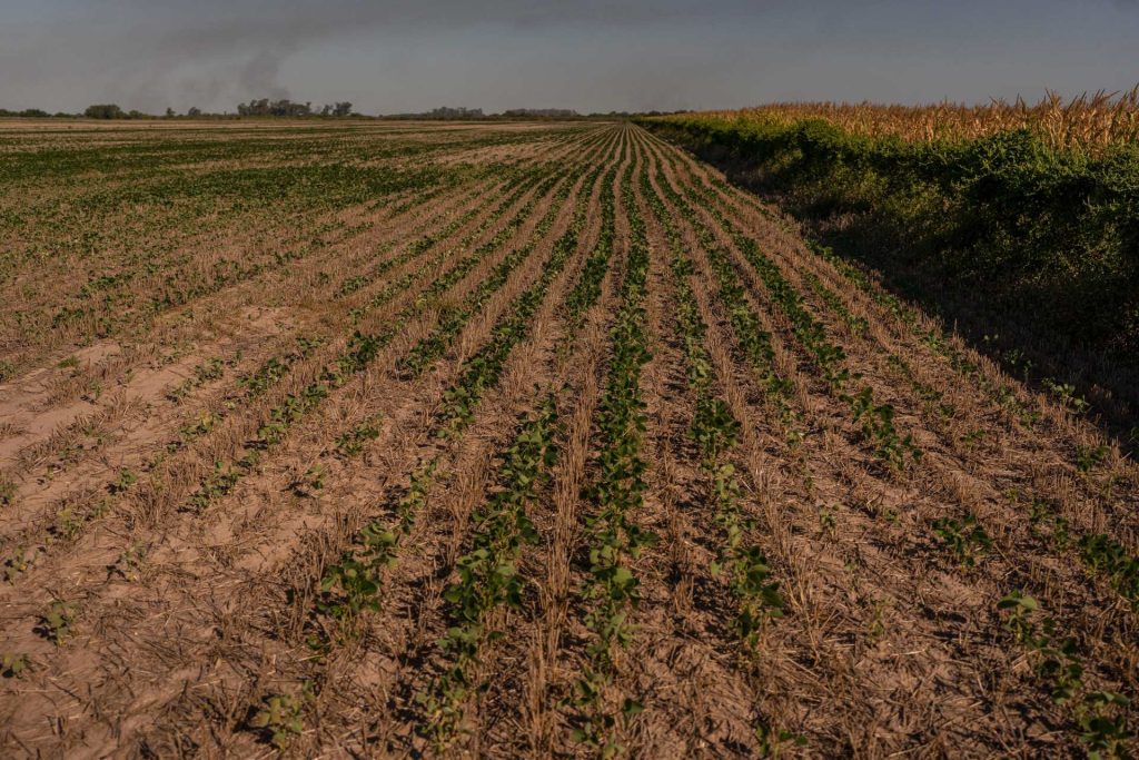 Plantação de soja em fazenda de Rosário, na Argentina