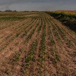 Plantação de soja em fazenda de Rosário, na Argentina