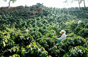 Uma plantação de café em terreno montanhoso, com pessoas colhendo grãos sob um dia ensolarado.