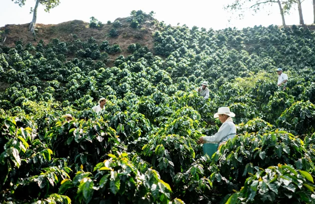Uma plantação de café em terreno montanhoso, com pessoas colhendo grãos sob um dia ensolarado.