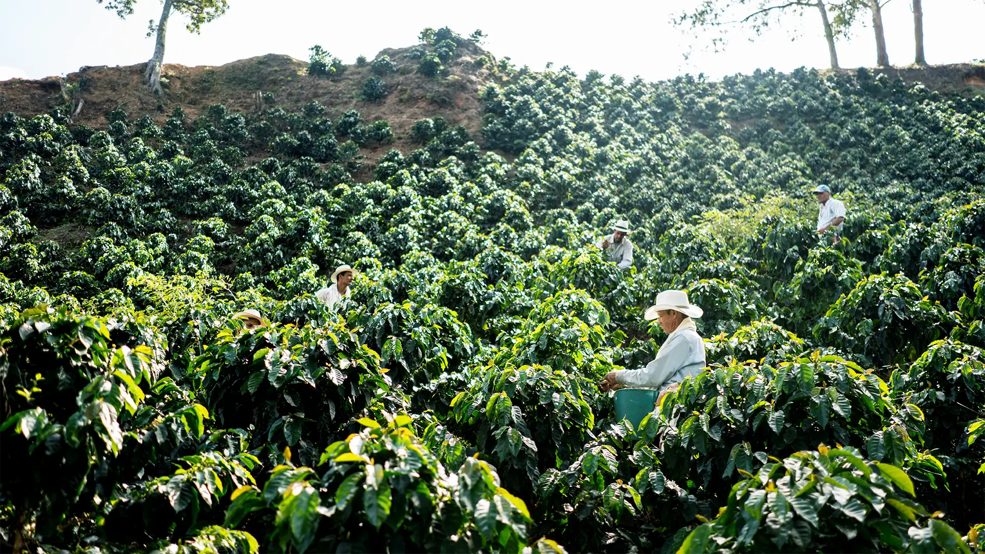 Uma plantação de café em terreno montanhoso, com pessoas colhendo grãos sob um dia ensolarado.