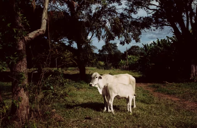 Vaca e bezerro em pasto verde com árvores e céu nublado. Caminho de terra ao lado.