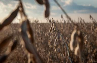 Um campo de soja em uma fazenda em Pace, Mississippi