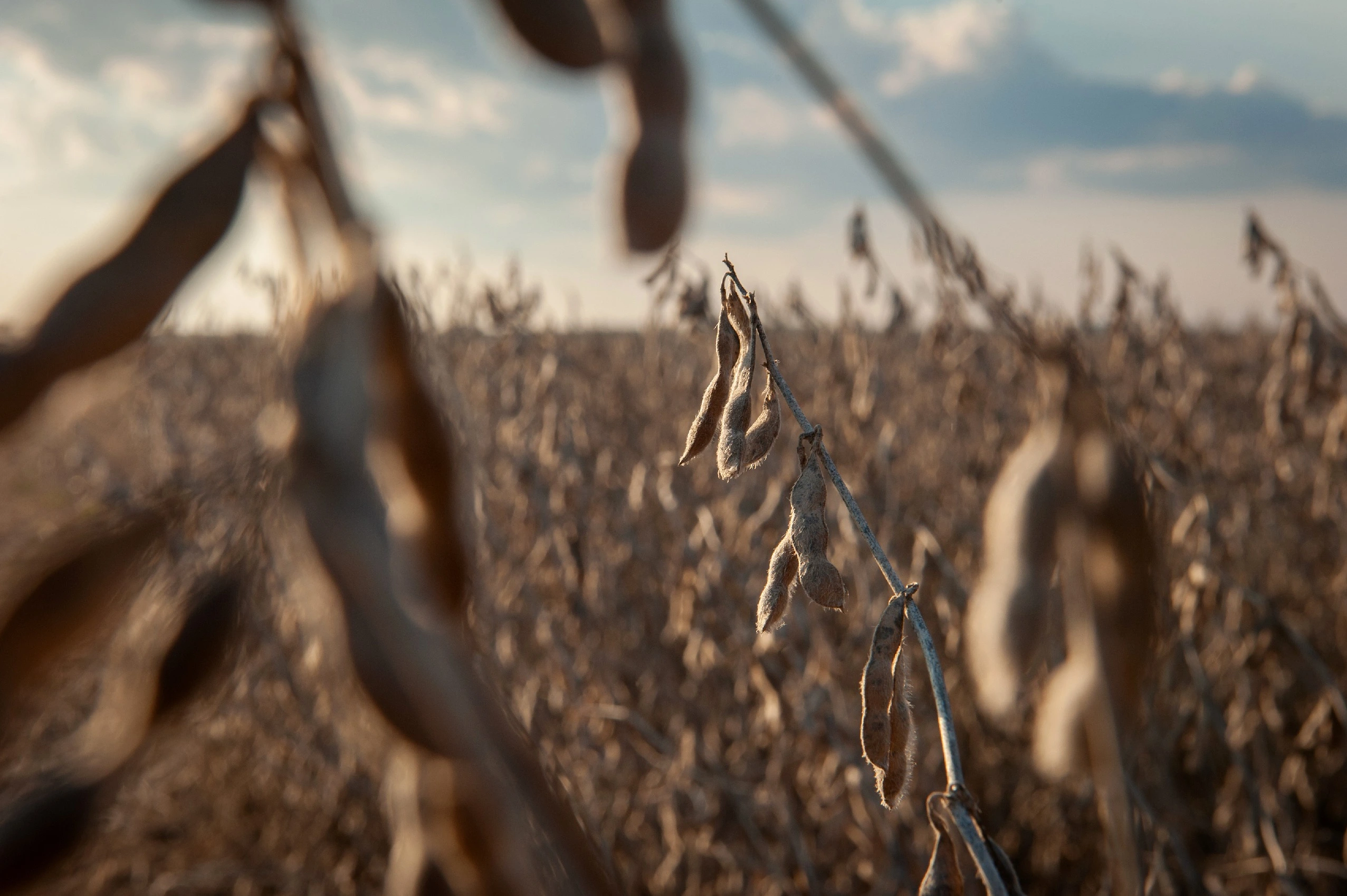 Um campo de soja em uma fazenda em Pace, Mississippi