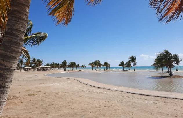 Praia arenosa com muitas palmeiras inclinadas pelo vento. Céu azul claro, e uma área de água calma em primeiro plano junto ao mar.