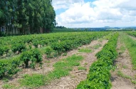 Plantação de café