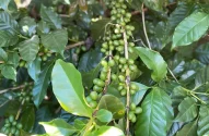 pé de café
