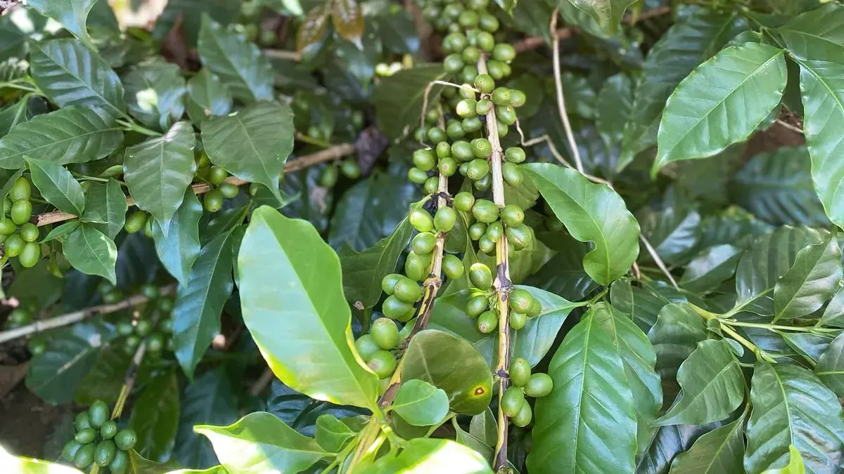 pé de café