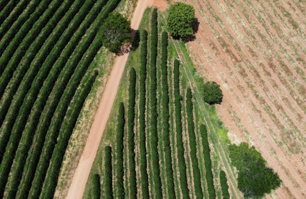Vista aérea de lavouras em linha, verdes e marrons, com estrada de terra central.