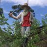 Homem no meio de uma plantação de coca
