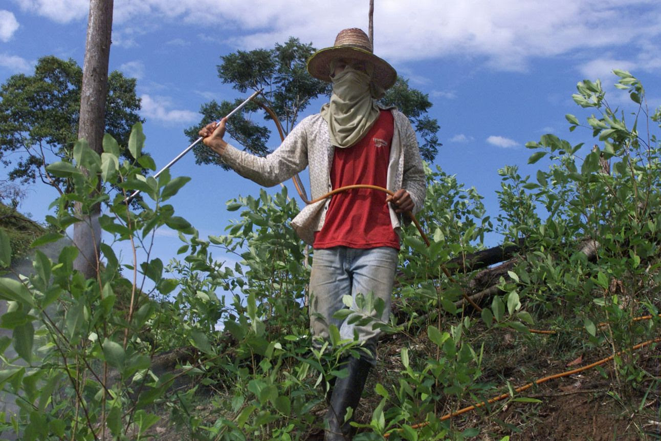 Homem no meio de uma plantação de coca