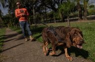 Cachorro marrom de pelos brilhantes passeia com seu tutor que está com uma camisa laranja em um parque em São Paulo
