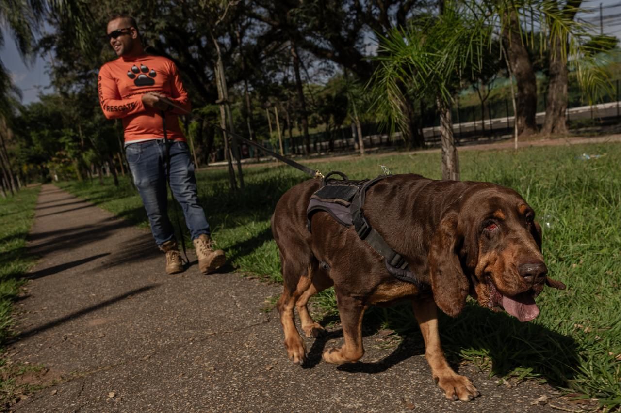 Cachorro marrom de pelos brilhantes passeia com seu tutor que está com uma camisa laranja em um parque em São Paulo