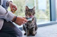 Imagem de um gato malhado sendo alimentdo para um homem de paletó azul que está agachado