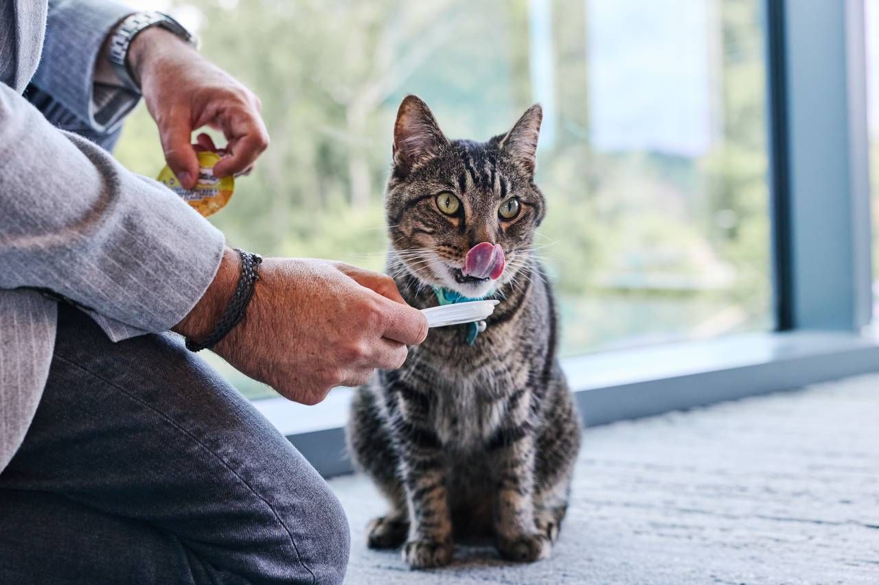 Imagem de um gato malhado sendo alimentdo para um homem de paletó azul que está agachado