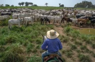 A rancher herds cattle in Xinguara, Brazil