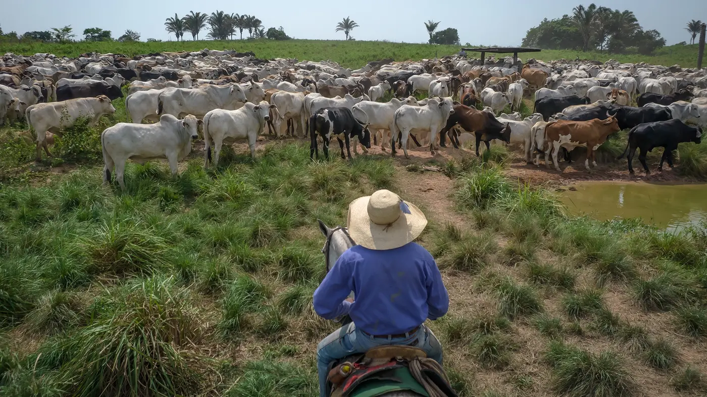 A rancher herds cattle in Xinguara, Brazil