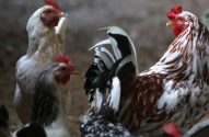 Galinheiro em fazenda de criação de aves privada no Rio de Janeiro