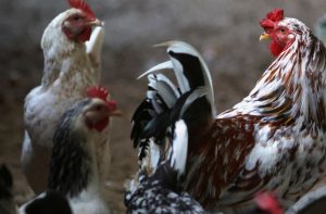 Galinheiro em fazenda de criação de aves privada no Rio de Janeiro