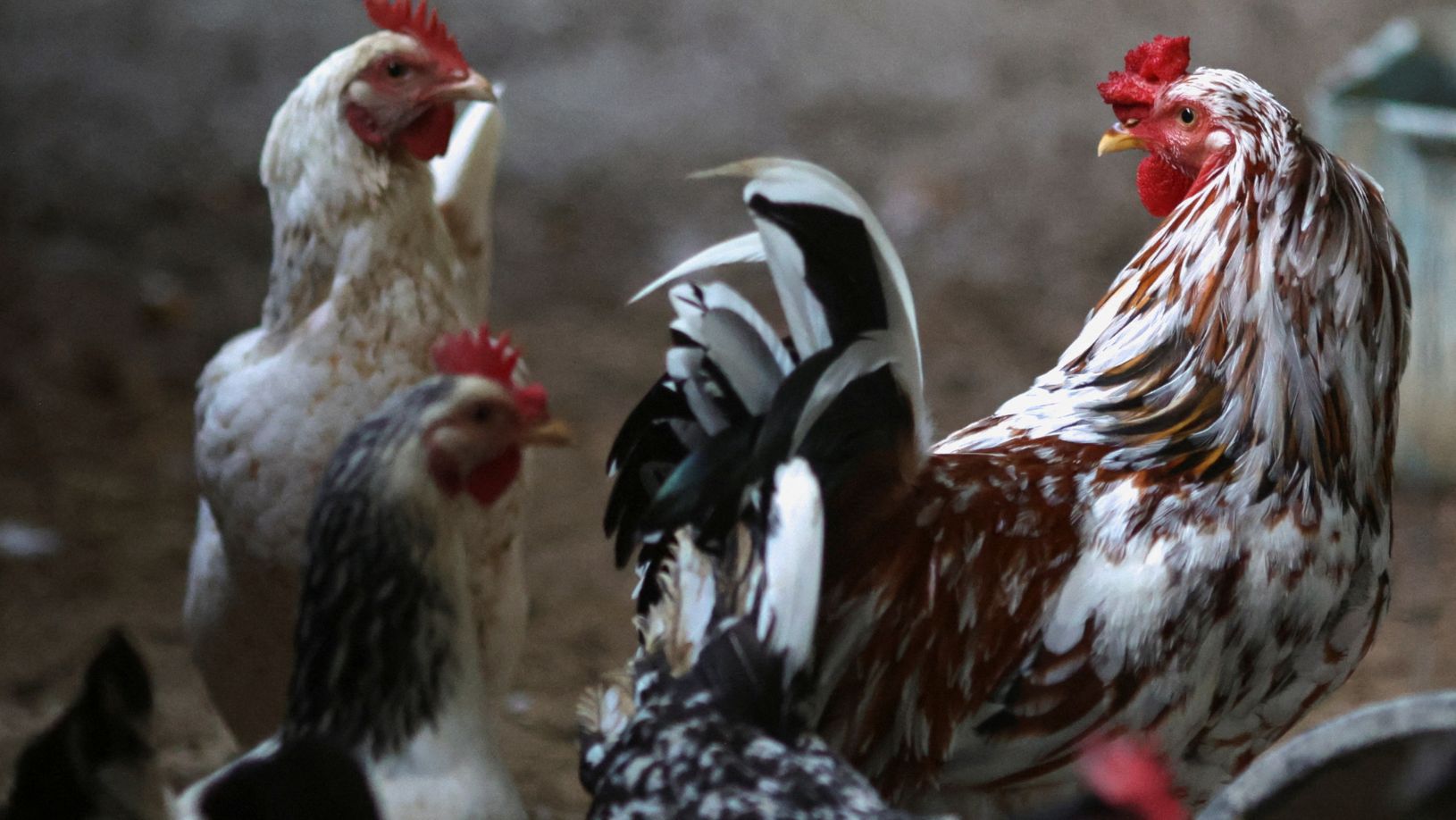 Galinheiro em fazenda de criação de aves privada no Rio de Janeiro