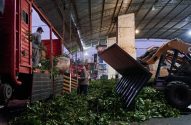Imagem de trabalhadores com sacos de erva-mate