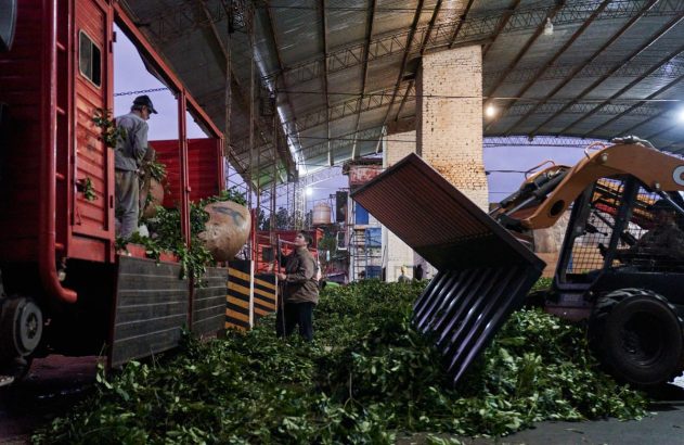 Imagem de trabalhadores com sacos de erva-mate