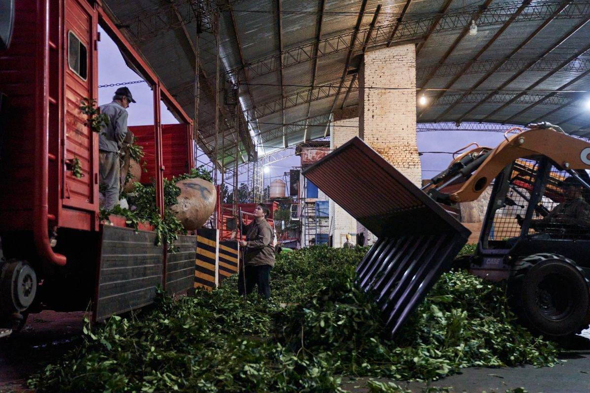 Imagem de trabalhadores com sacos de erva-mate