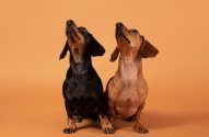Dois cachorros salsicha lado a lado